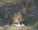 snowshoe hare